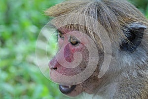 Toque Macaque Face, Sri Lanka