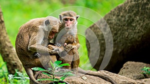 Toque Macaque family