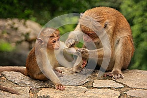 Toque macaque grooming baby at Cave Temple in Dambulla, Sri Lank