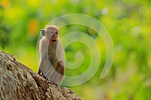 Toque macaque, Macaca sinica, monkey with evening sun. Macaque in nature habitat, Sri Lanka. Detail of monkey, Widlife scene from