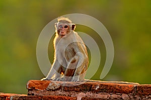 Toque macaque, Macaca sinica, monkey with evening sun. Macaque in nature habitat, Sri Lanka. Detail of monkey, Widlife scene from