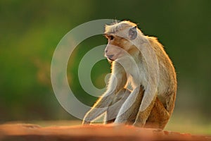 Toque macaque, Macaca sinica, monkey with evening sun. Macaque in nature habitat, Sri Lanka. Detail of monkey, Widlife scene from