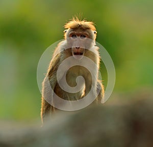 Toque macaque, Macaca sinica, monkey with evening sun. Macaque in nature habitat, Sri Lanka. Detail of monkey, Widlife scene from