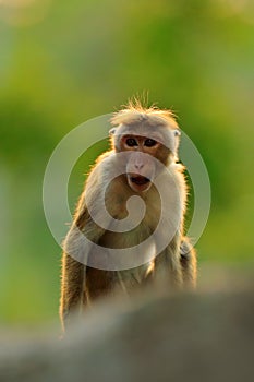 Toque macaque, Macaca sinica, monkey with evening sun. Macaque in nature habitat, Sri Lanka. Detail of monkey, Widlife scene from