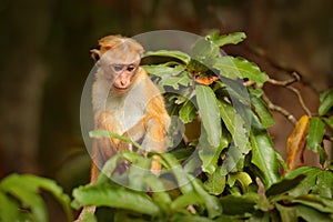 Toque macaque, Macaca sinica, monkey with evening sun. Macaque in nature habitat, Sri Lanka. Detail of monkey, Wildlife scene from