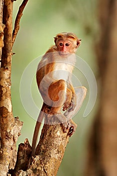 Toque macaque, Macaca sinica, monkey with evening sun. Macaque in nature habitat, Wilpattu NP, Sri Lanka. Wildlife scene from Asia
