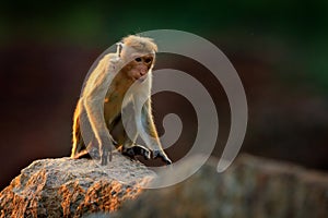 Toque macaque, Macaca sinica, monkey with evening sun, sitting on zhe tree branch. Macaque in nature habitat, Wilpattu NP, Sri