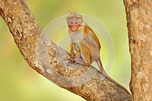 Toque macaque, Macaca sinica. Monkrey on the tree. Macaque in nature habitat, Sri Lanka. Detail of monkey, Wildlife scene from Asi