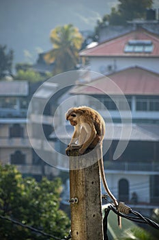 Toque macaque (Macaca sinica) is a reddish brown coloured Old World monkey endemic to Sri Lanka