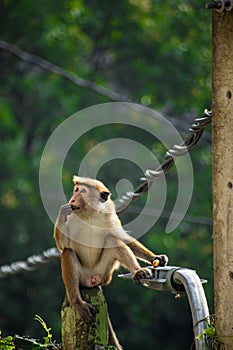 Toque macaque (Macaca sinica) is a reddish brown coloured Old World monkey endemic to Sri Lanka