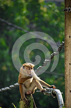 Toque macaque (Macaca sinica) is a reddish brown coloured Old World monkey endemic to Sri Lanka