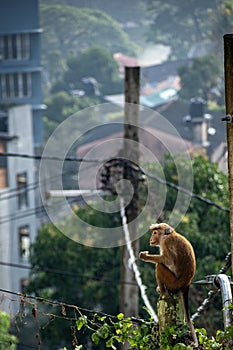 Toque macaque (Macaca sinica) is a reddish brown coloured Old World monkey endemic to Sri Lanka