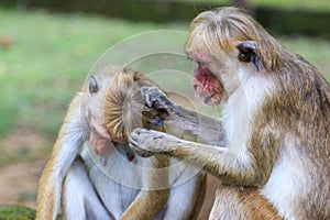 The Toque Macaque - Macaca sinica - Sri Lanka