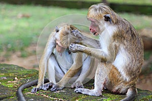 The Toque Macaque - Macaca sinica - Sri Lanka