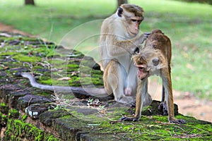 The Toque Macaque - Macaca sinica - Sri Lanka