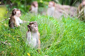 Toque macaque monkey babies in natural habitat in Sri Lanka