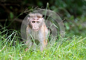 Toque macaque monkey baby in natural habitat in Sri Lanka