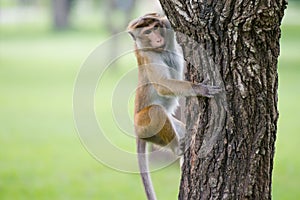 Macacos monos un árbol en en 