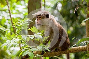 Toque macaque monkey photo