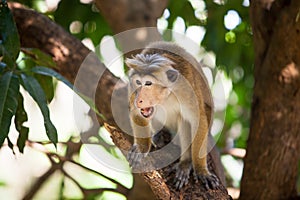 Toque macaque monkey photo