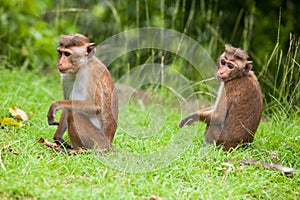 Toque macaque monkey