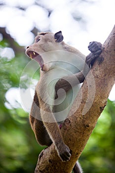 Toque macaque monkey