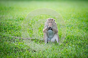 Toque macaque monkey in a park in Sri Lanka