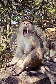 Toque Macaque Monkey With Sharp Teeth