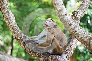 Toque macaque monkey sitting on a tree in natural habitat in Sr