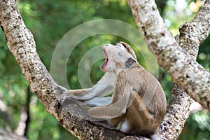 Toque macaque monkey sitting on a tree in natural habitat in Sr
