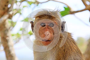 Toque macaque Monkey, Sri Lanka