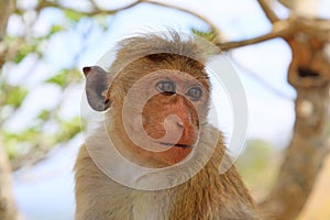 Toque macaque Monkey, Sri Lanka