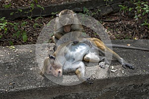 Toque macaque monkeys grooming each other at Dambulla Cave Temples in Sri Lanka