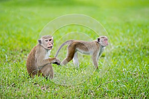 Toque macaque monkeys in a park in Sri Lanka