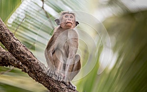 Toque macaque observes the danger