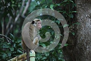 Monkey, The toque macaque is a reddish-brown-coloured Old World monkey endemic to Sri Lanka, where it is known as the rilewa or ri photo