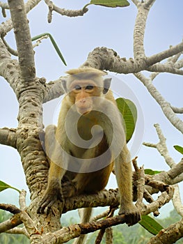 Toque macaque sitting on a tree at Cave Temple in Dambulla, Sri