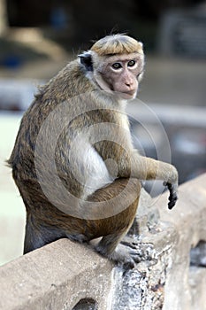 A Toque macaques in Sri Lanka.