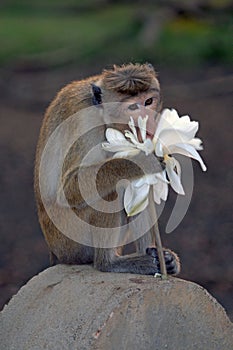 Toque monkey photo