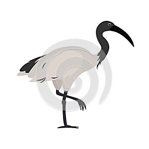 Illustration of a black-headed ibis