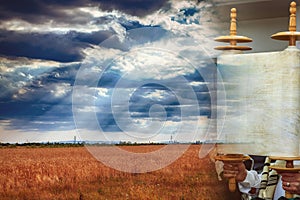 Torah scroll during the holy day Wheat field, wheat background of Shavuot