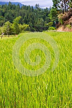 Toraja landscape