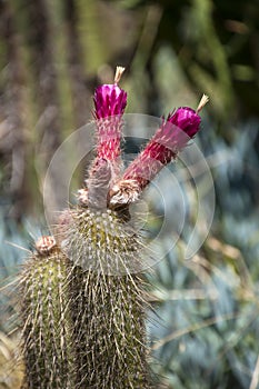 Torch cactus with purple flowers