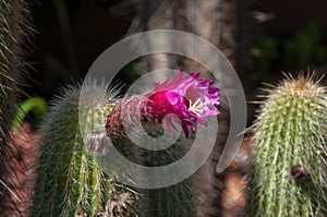 Torch cactus with purple flowers and long spikes