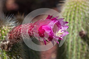 Torch cactus with purple flowers and long spikes