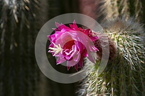 Torch cactus with purple flowers and long spikes