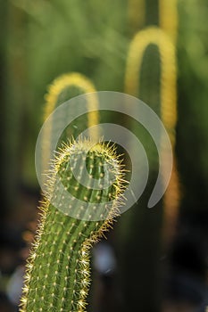 Torch Cactus . Vertical composition