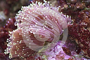 Torch Coral photo