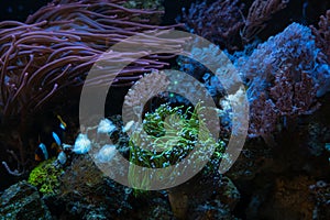 torch coral, Capnella sp and pulsing xenia, fluorescent polyp frag, Clark\'s anemonefish in bubble tip anemone, live rock eco photo