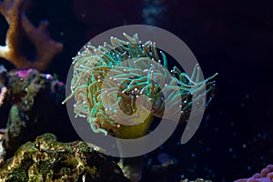torch coral move long green tentacle in strong flow and hunt for plankton food, nano reef marine aquarium